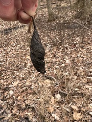 Callosamia promethea