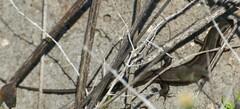 Heremites vittatus
