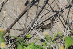 Heremites vittatus