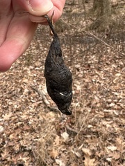 Callosamia promethea