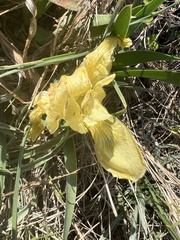 Iris lutescens