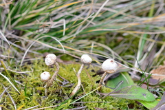 Tulostoma brumale