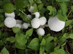 Leucocoprinus cretaceus