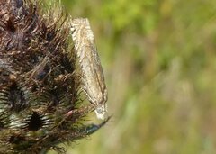 Eucosma cana
