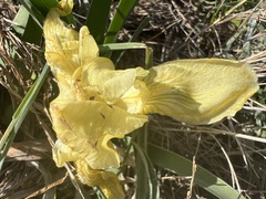 Iris lutescens