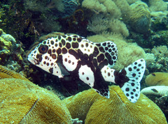 Plectorhinchus chaetodonoides