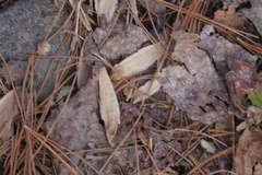 Liriodendron tulipifera