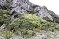 Gleichenia polypodioides