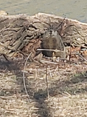 Marmota monax