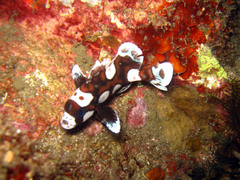 Plectorhinchus chaetodonoides