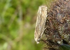 Eucosma cana