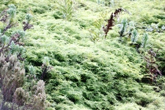 Gleichenia polypodioides