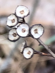 Ceanothus americanus