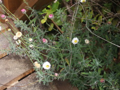 Erigeron luxurians