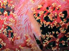 Pleurosicya boldinghi