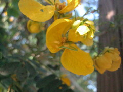 Cassiinae