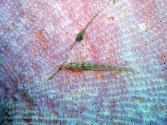 Pleurosicya elongata