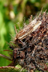 Eucosma cana