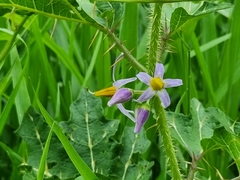 Solanum palinacanthum