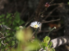 Erigeron luxurians