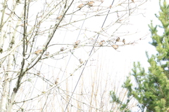 Passer domesticus