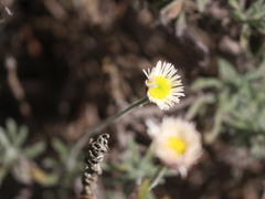 Erigeron luxurians