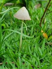 Conocybe apala