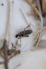 Bibio articulatus