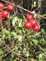 Smilax walteri