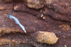 Fuscoporia ferruginosa