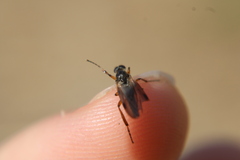 Bibio articulatus