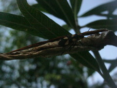 Oncopeltus cingulifer