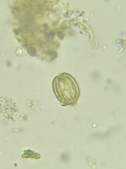 Phacus monilatus suecicus