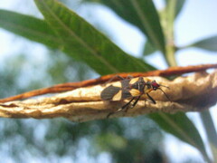 Oncopeltus cingulifer