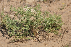Echinophora spinosa