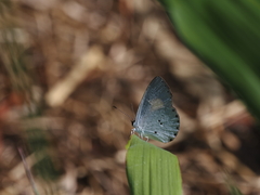 Candalides xanthospilos