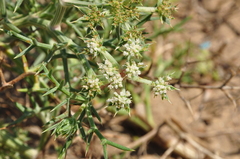 Echinophora spinosa