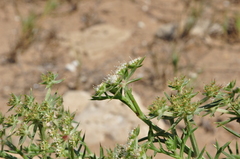 Echinophora spinosa