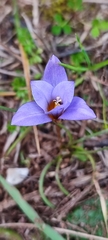 Romulea bulbocodium