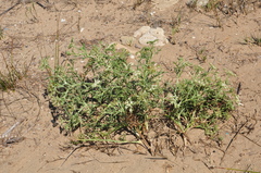 Echinophora spinosa