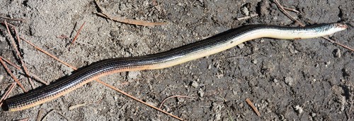Ophisaurus ventralis image