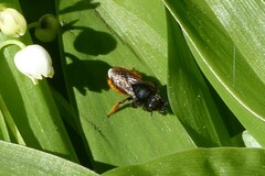 Osmia bicolor