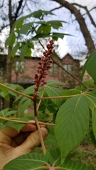 Aesculus pavia