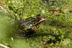 Pelophylax lessonae