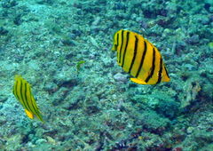 Chaetodon octofasciatus