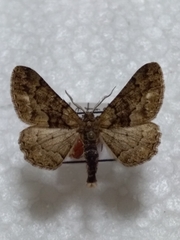 Peribatodes ilicaria