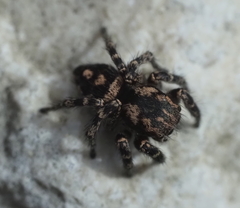 Habronattus fallax
