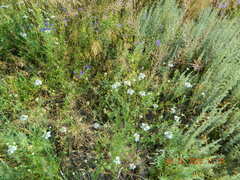 Nigella arvensis