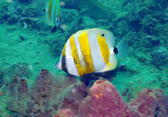 Coradion chrysozonus