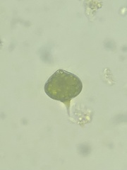 Euglena